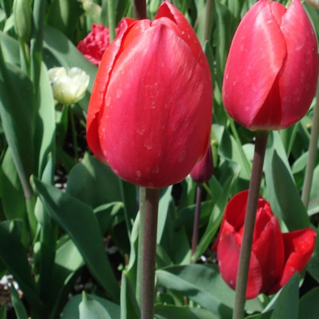 Tulipe Triomphe Bastogne