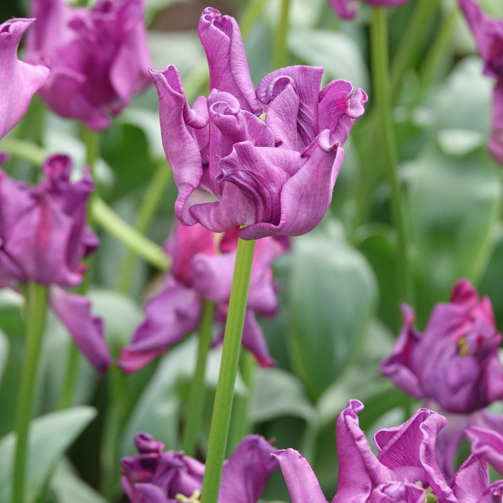 Tulipe triomphe Crown of Negrita