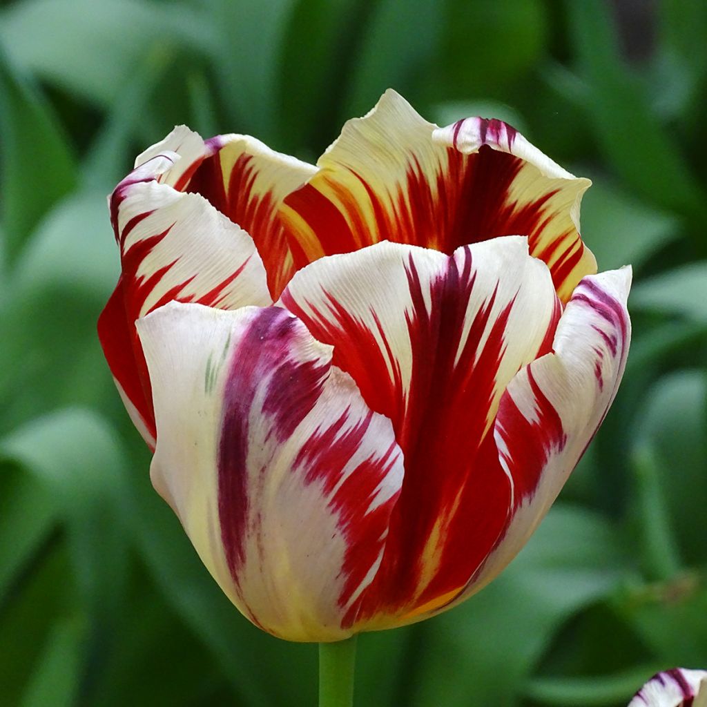 Tulipán Triunfo Grand Perfection