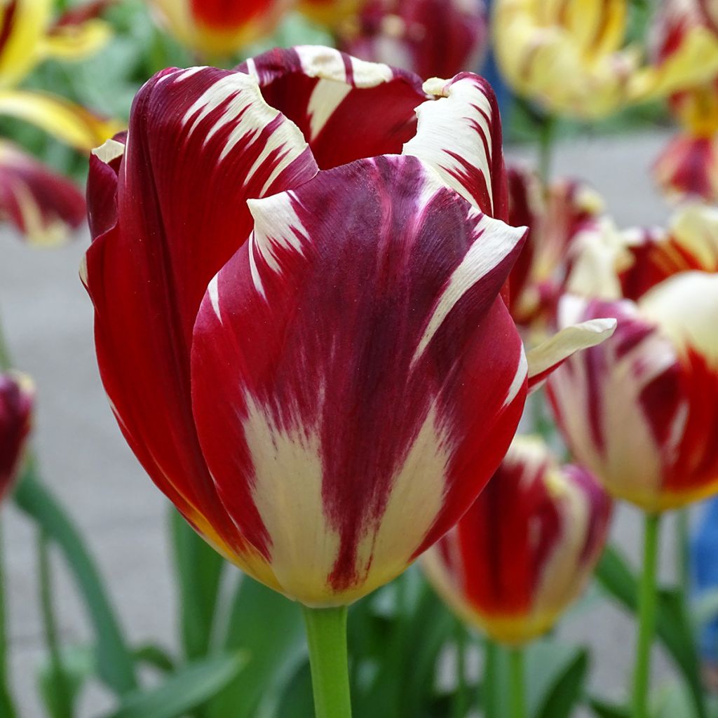 Tulipán Triunfo Grand Perfection