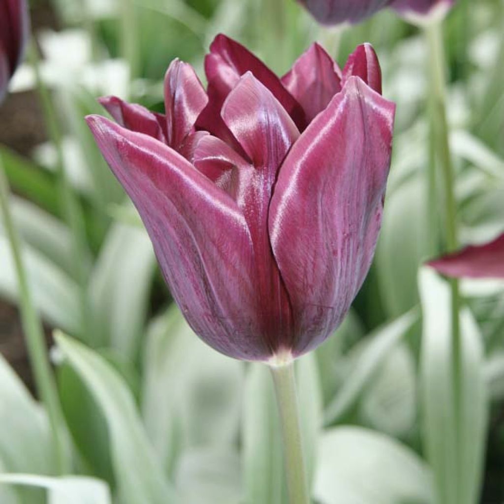 Tulipe Triomphe Havran