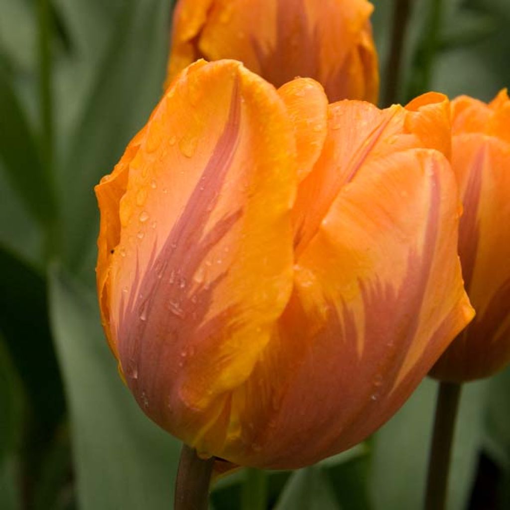 Tulipe Triomphe Princesse Irène