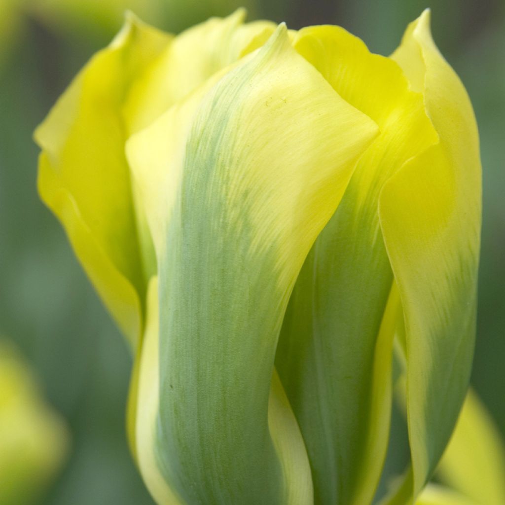 Tulipán Viridiflora Formosa