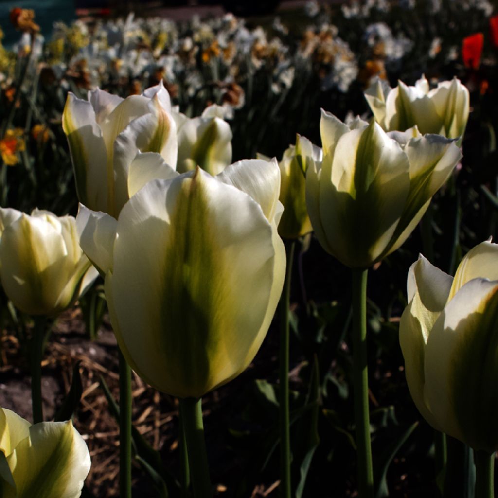 Tulipán Viridiflora Green Spirit