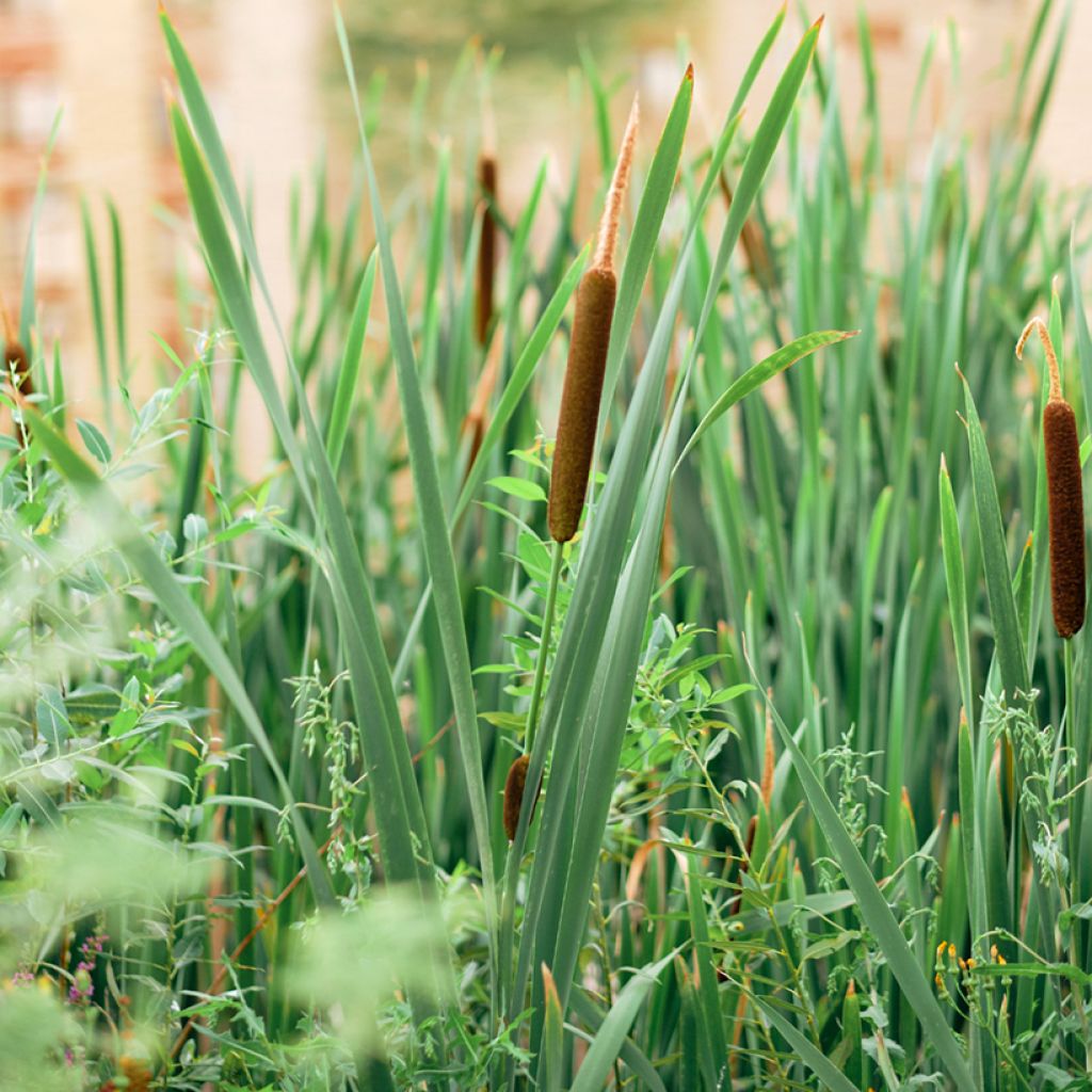 Typha angustifolia - Massette à feuilles étroites