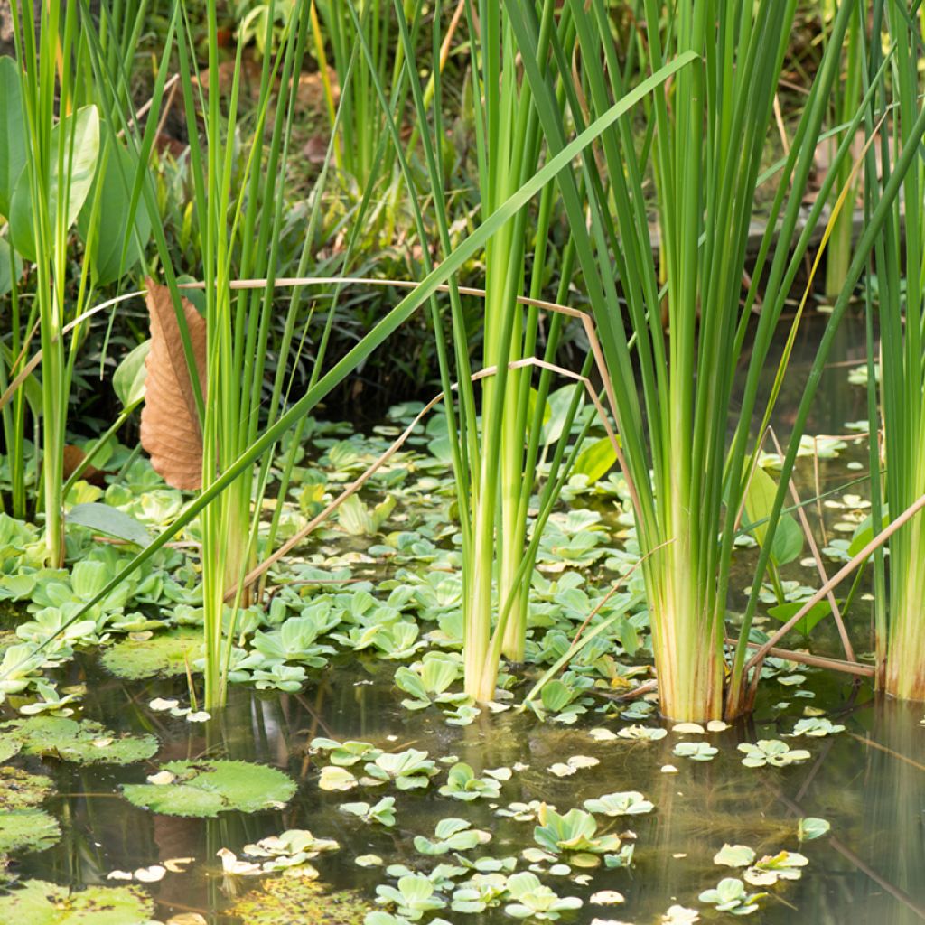 Typha angustifolia - Massette à feuilles étroites