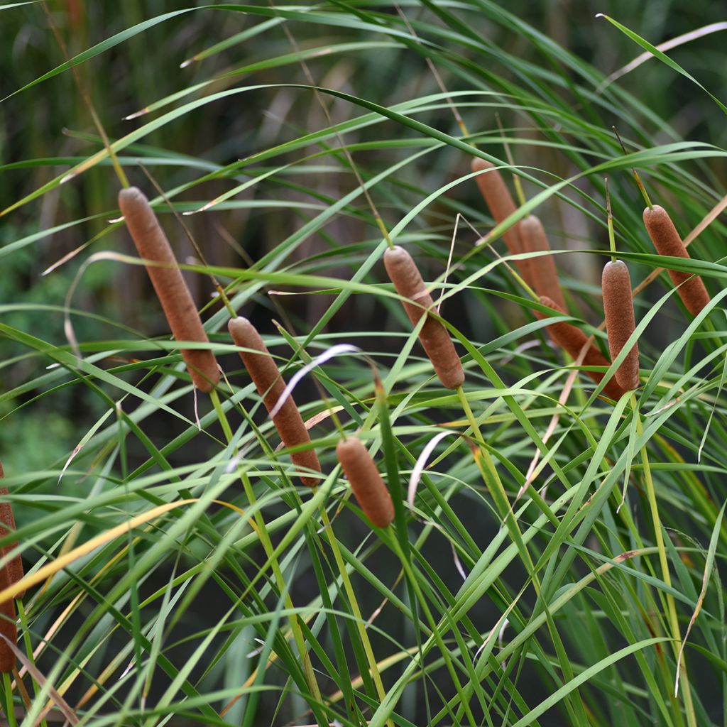 Typha latifolia - Espadaña