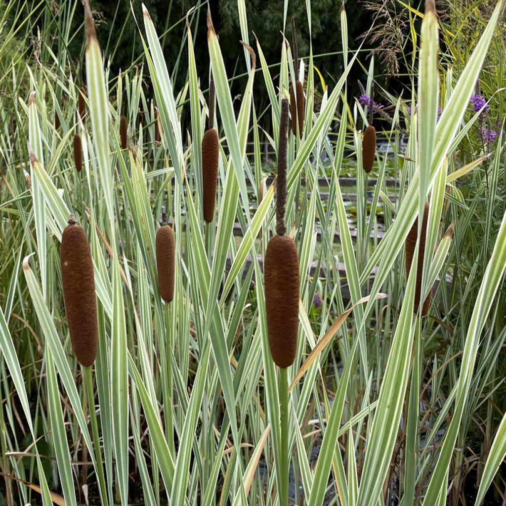 Typha latifolia Variegata - Espadaña