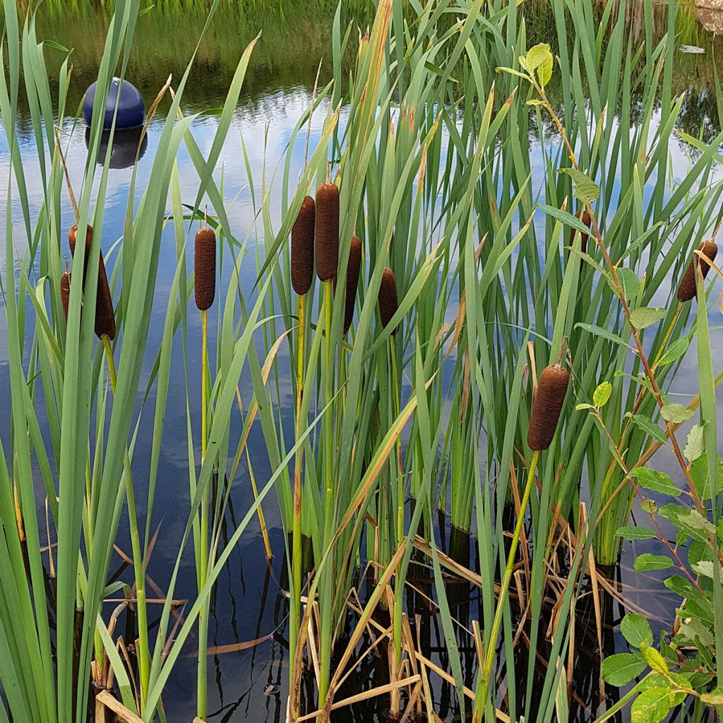 Typha laxmannii