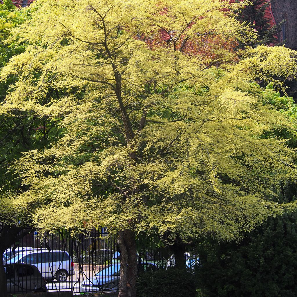 Ulmus parvifolia Geisha - Olmo