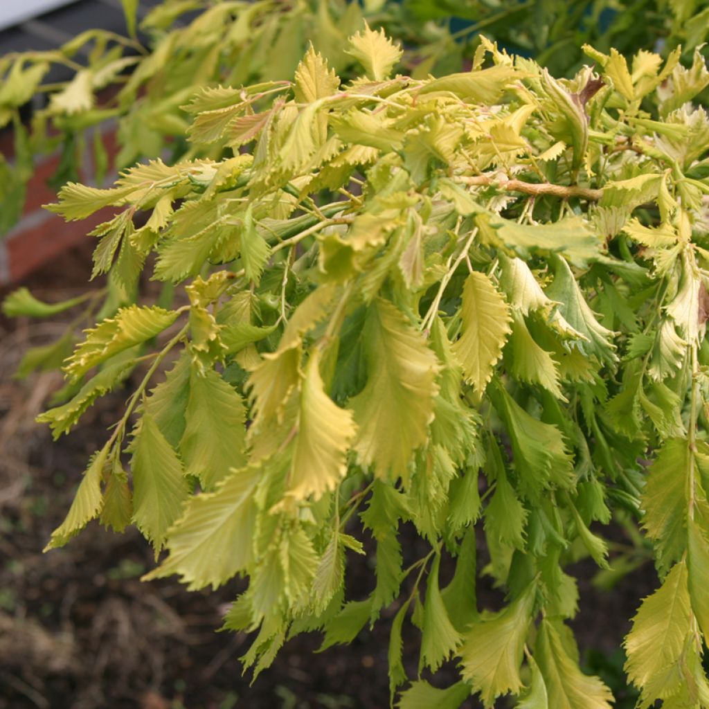 Ulmus  minor Viminalis Aurea - Orme à petites feuilles