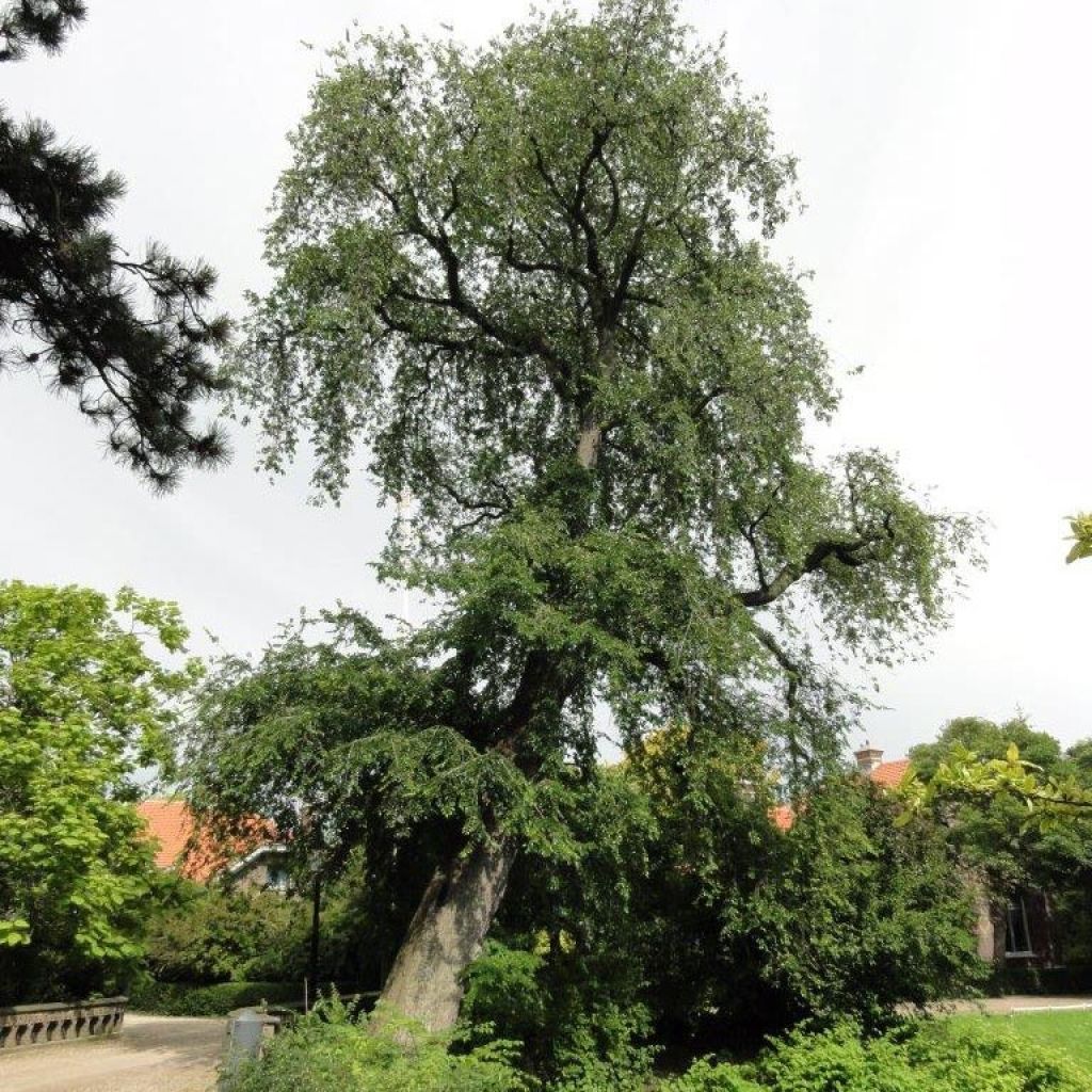 Ulmus carpinifolia Pendula - Orme pleureur