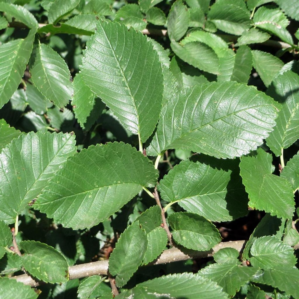 Ulmus minor - Orme champêtre 