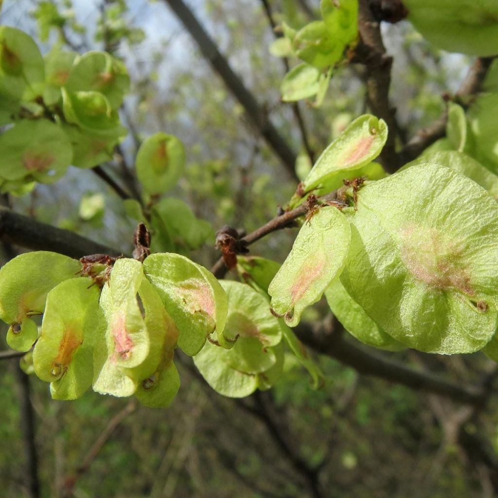 Ulmus carpinifolia Pendula - Olmo