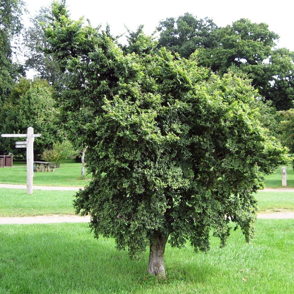 Ulmus carpinifolia Pendula - Olmo