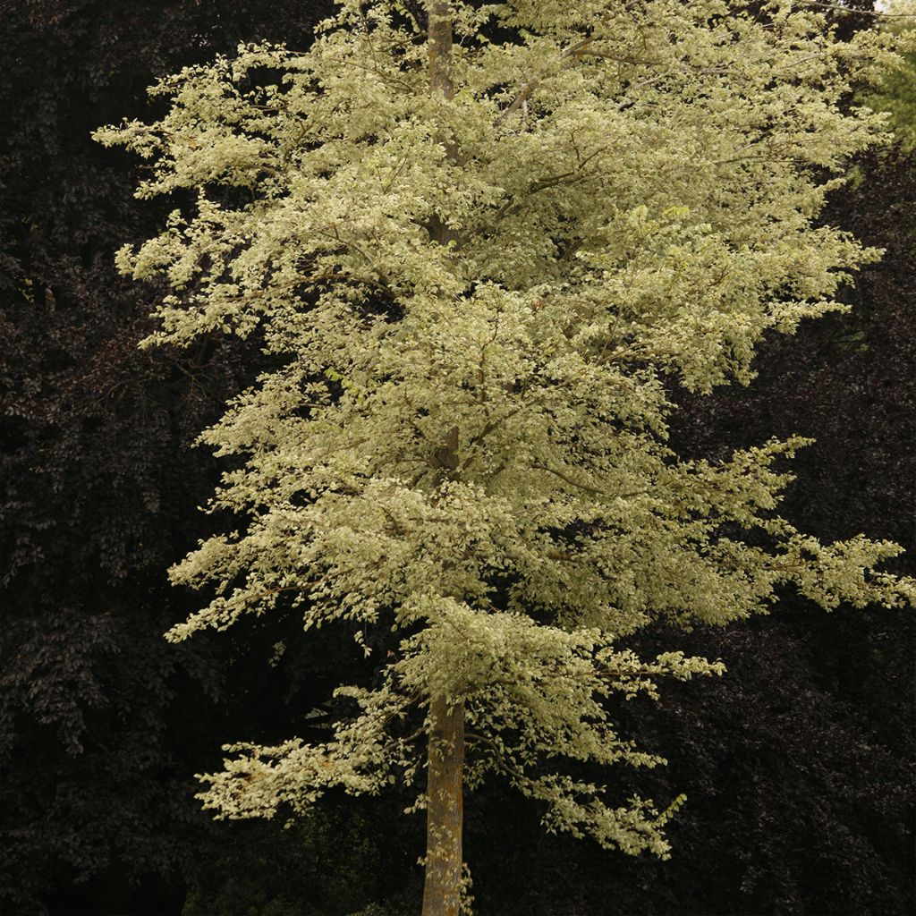 Ulmus minor Argenteovariegata - Olmo