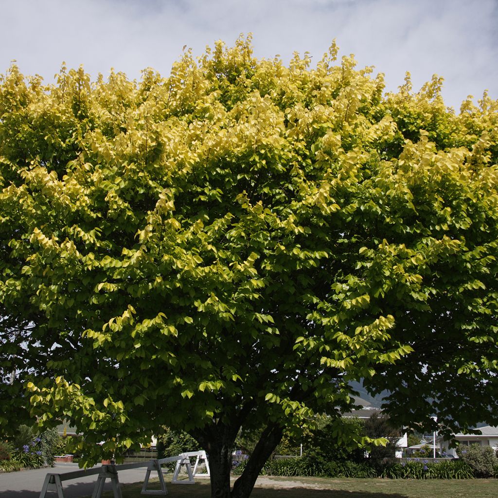 Ulmus minor Louis van Houtte - Olmo