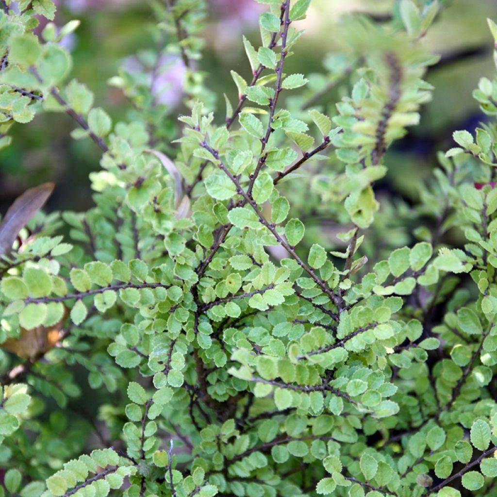 Ulmus parvifolia Seiju - Olmo