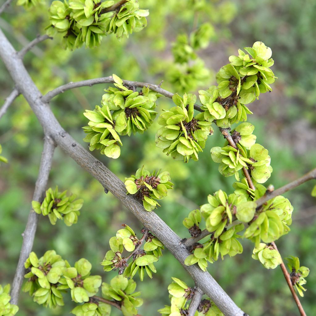 Ulmus pumila - Orme de Sibérie