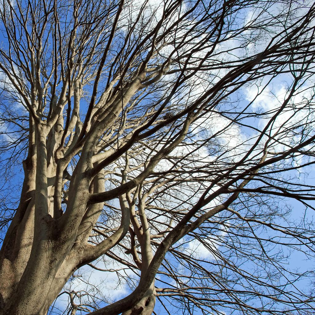 Ulmus pumila - Orme de Sibérie