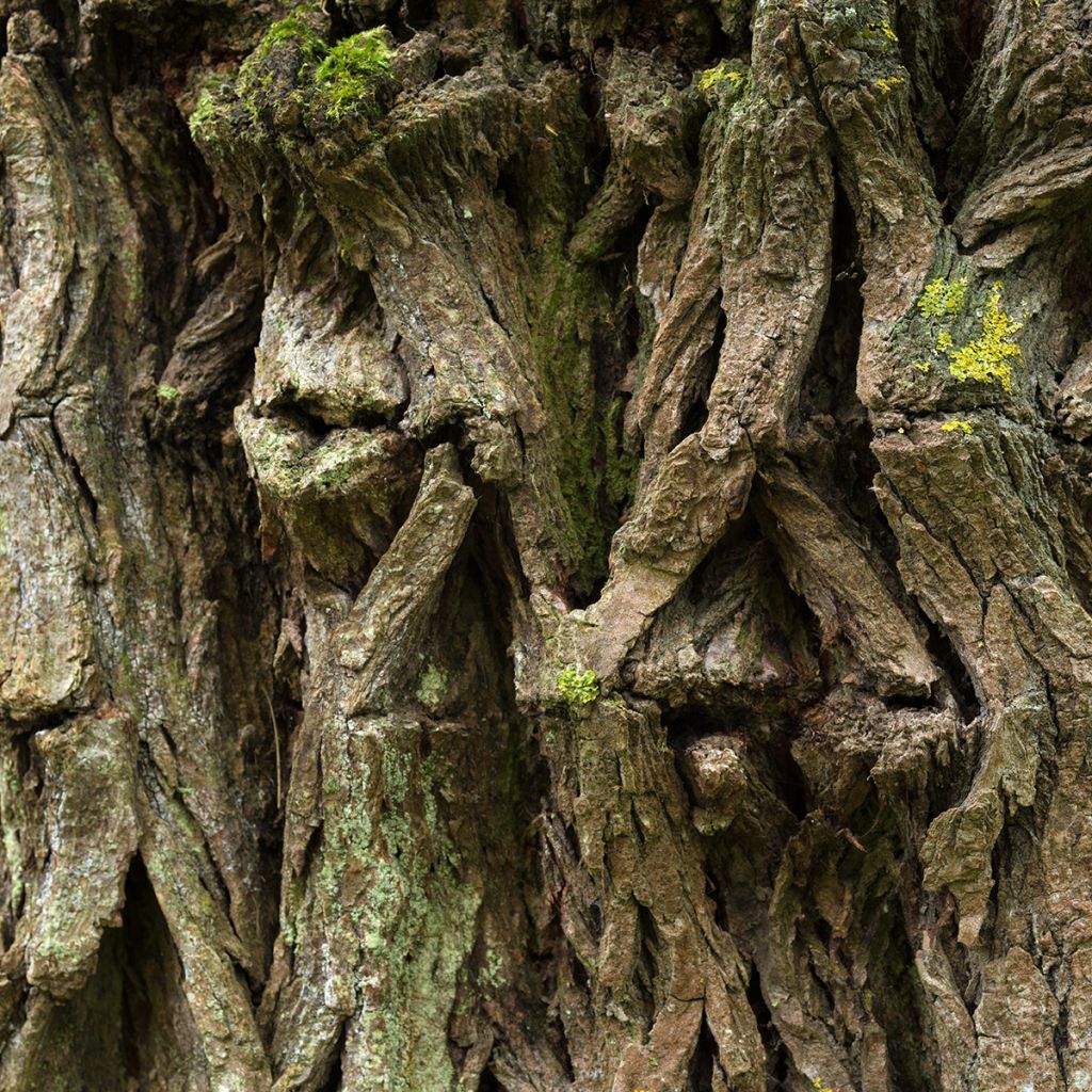 Ulmus pumila - Orme de Sibérie