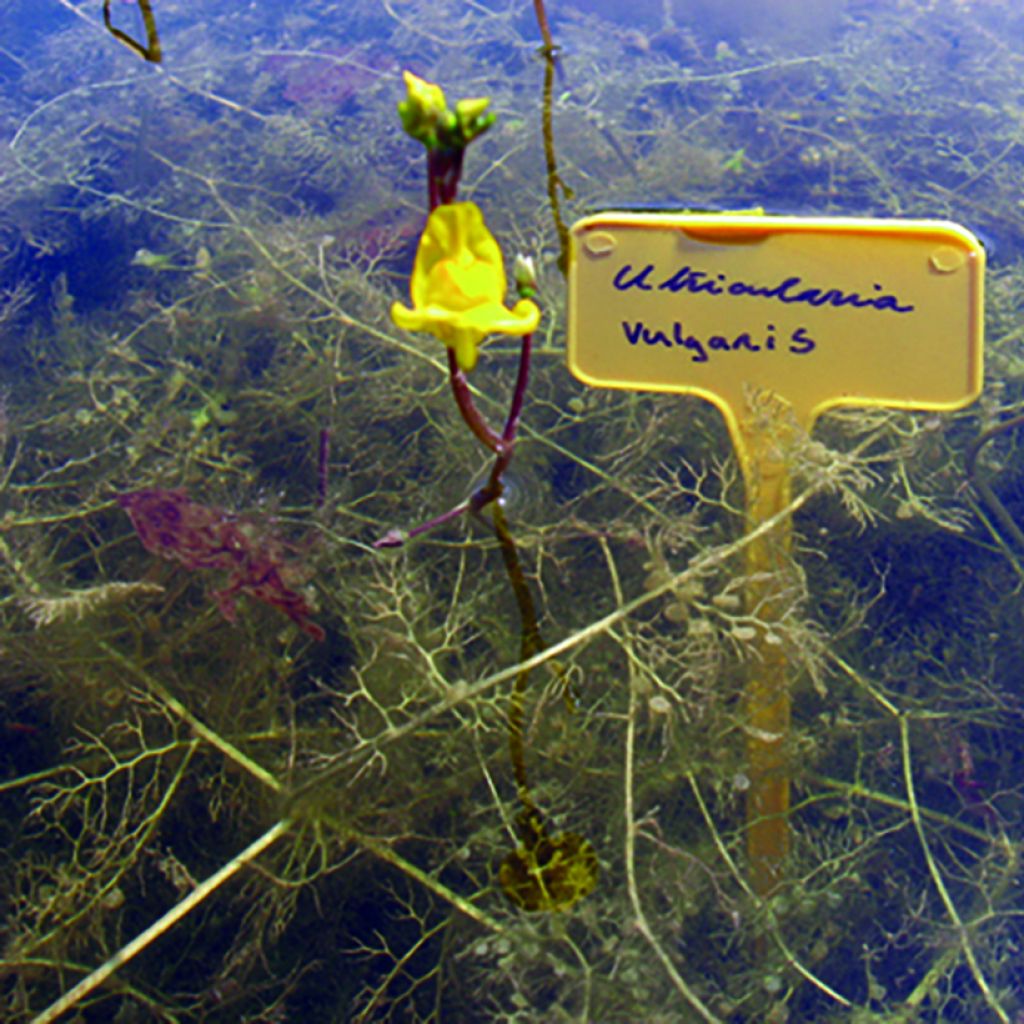 Utricularia vulgaris - Col de vejigas