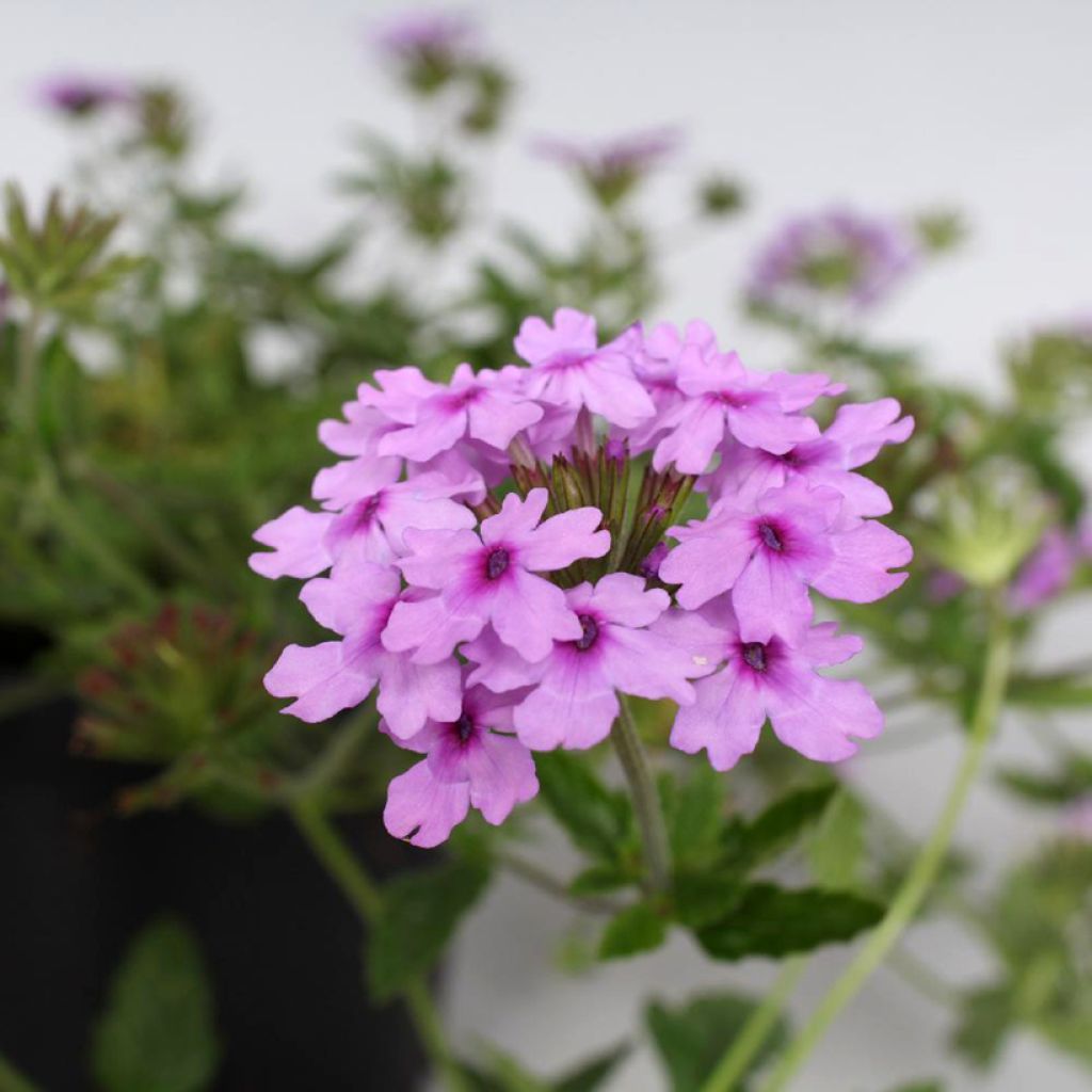 Glandularia hybrida Seabrook's Lavender