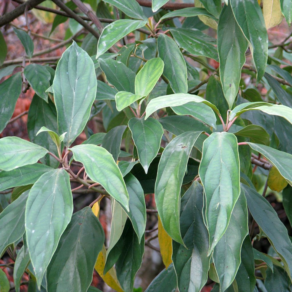 Viburnum cylindricum - Viburno