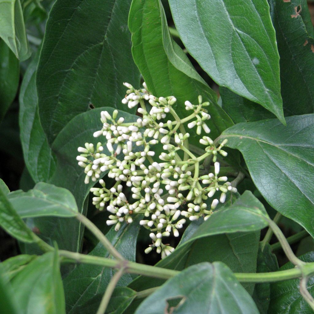 Viburnum cylindricum - Viorne à fleurs tubulaires