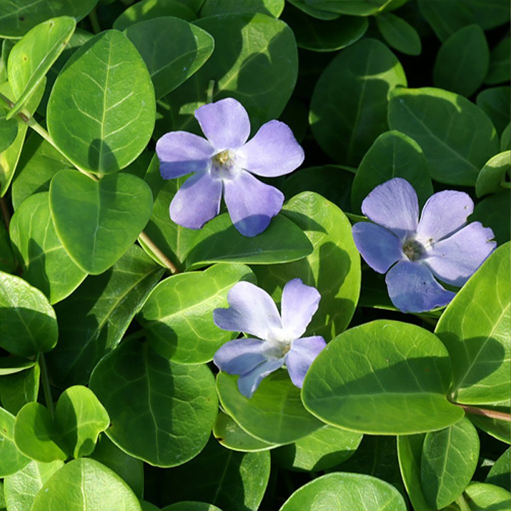 Vinca minor Grüner Teppich