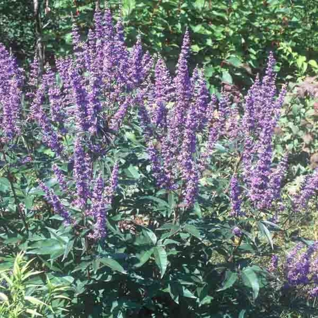 Vitex agnus castus Latifolia, Gattilier à grandes feuilles