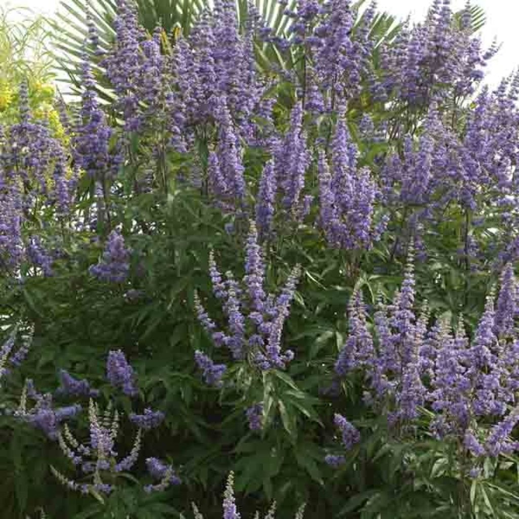 Vitex agnus castus Latifolia, Gattilier à grandes feuilles