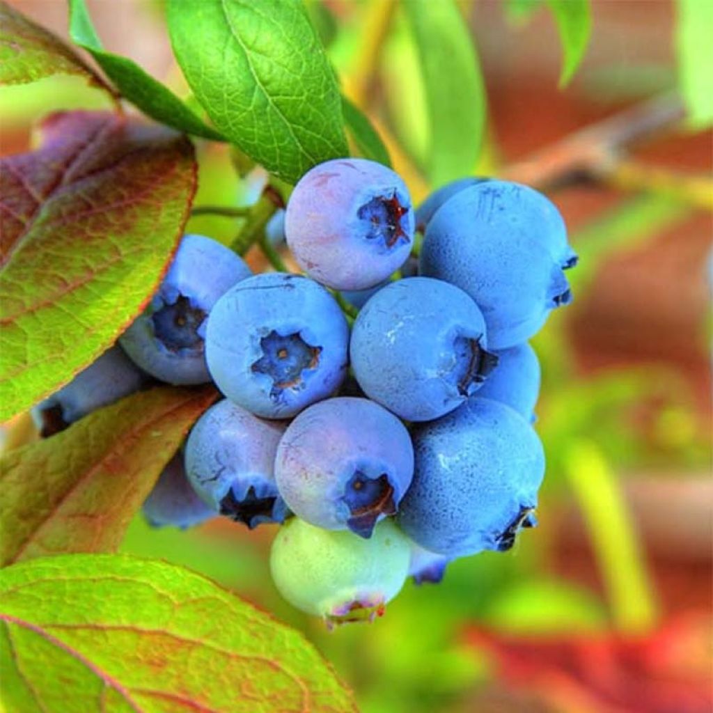 Vaccinium Tophat - myrtillier d'Amérique