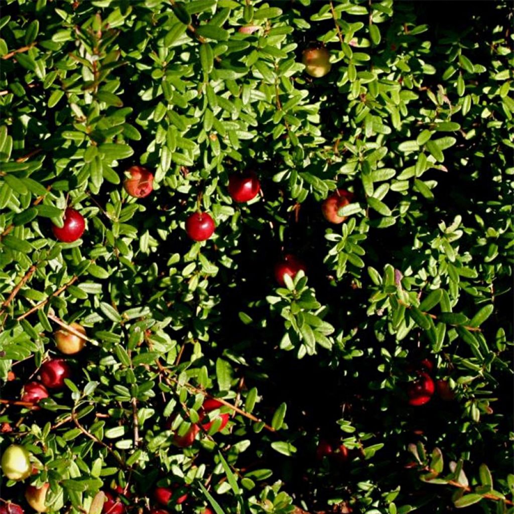 Canneberge - Cranberry - Vaccinium macrocarpon