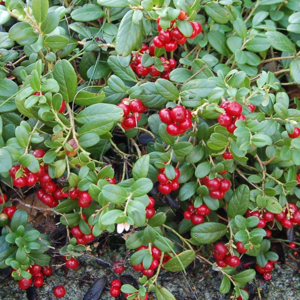 Arándano rojo Bio - Vaccinium vitis idaea