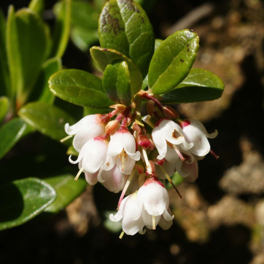 Arándano rojo Bio - Vaccinium vitis idaea