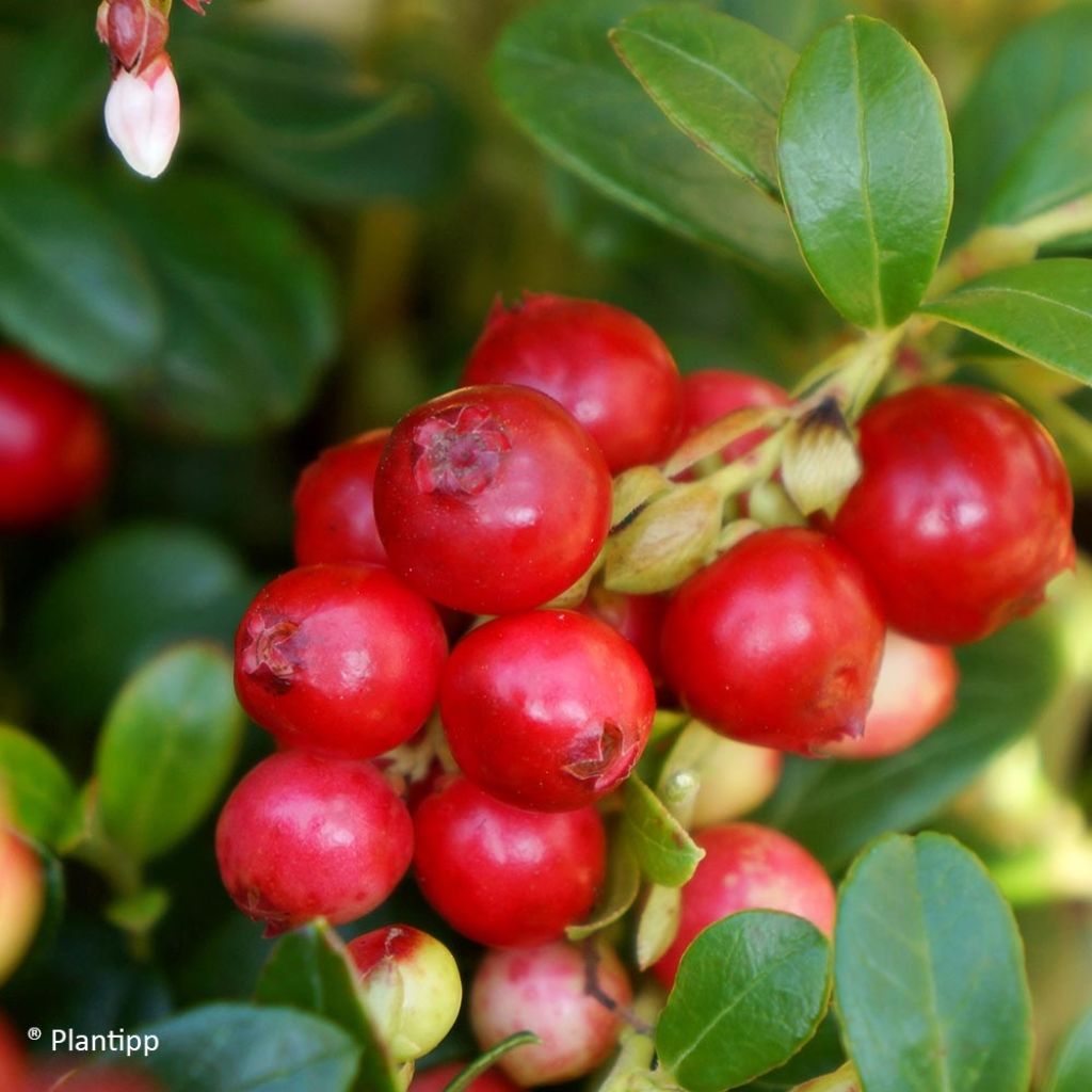 Vaccinium vitis-idaea Fireballs