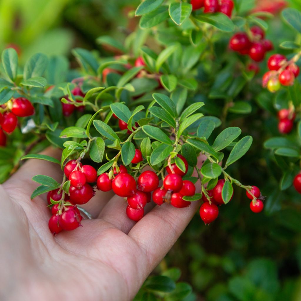 Airelle rouge Koralle - Vaccinium vitis-idaea