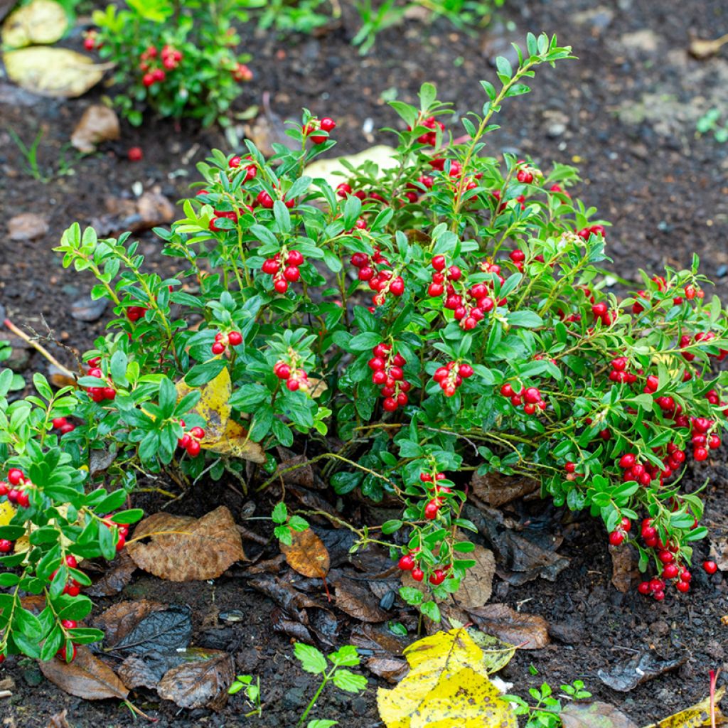 Airelle rouge Koralle - Vaccinium vitis-idaea