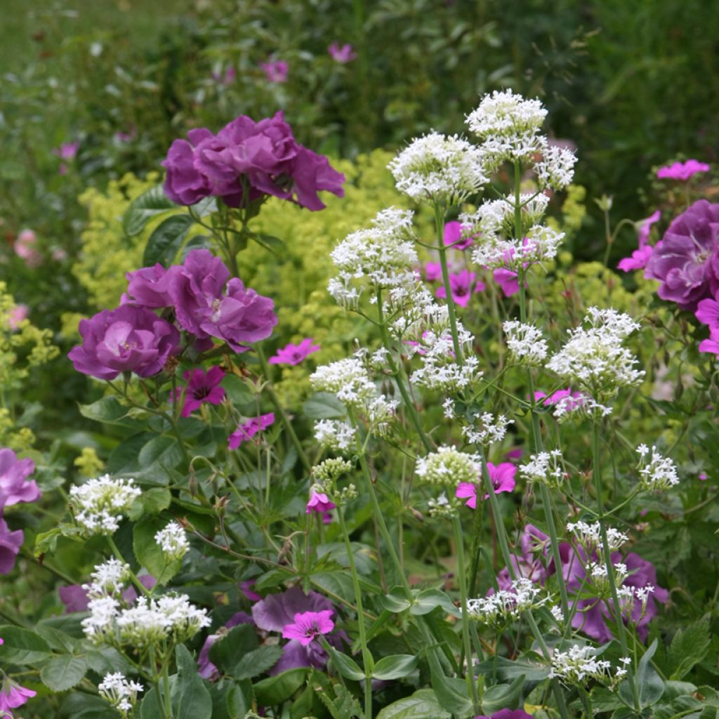 Centranthus ruber Albus - Hierba de San Jorge