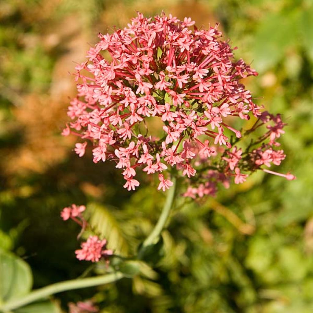 Centranthus ruber Coccineus - Hierba de San Jorge