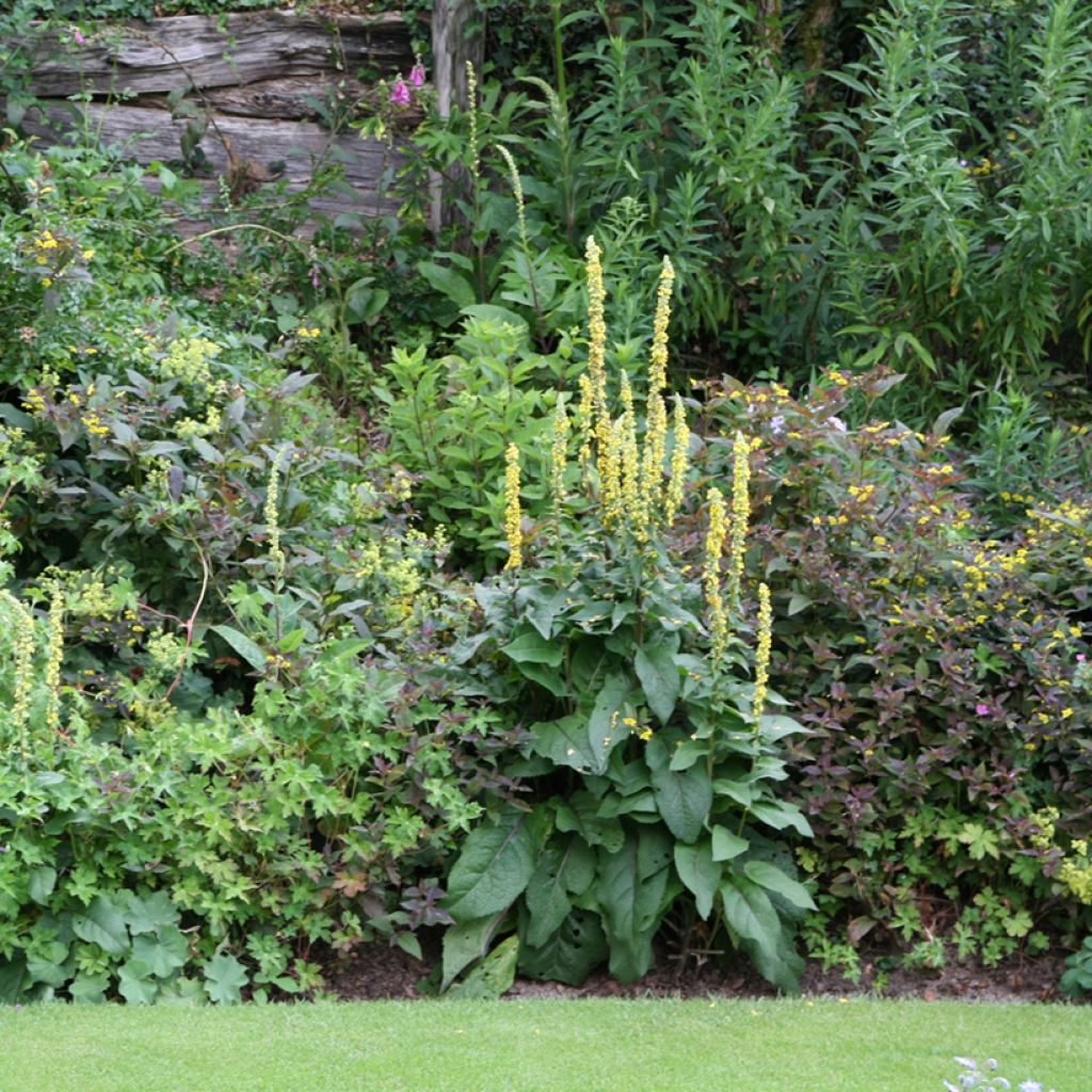 Verbascum Cotswold Queen