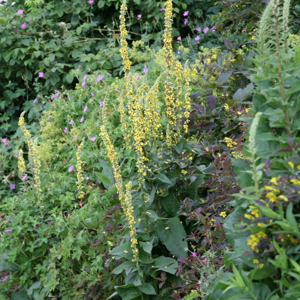 Verbascum Cotswold Queen