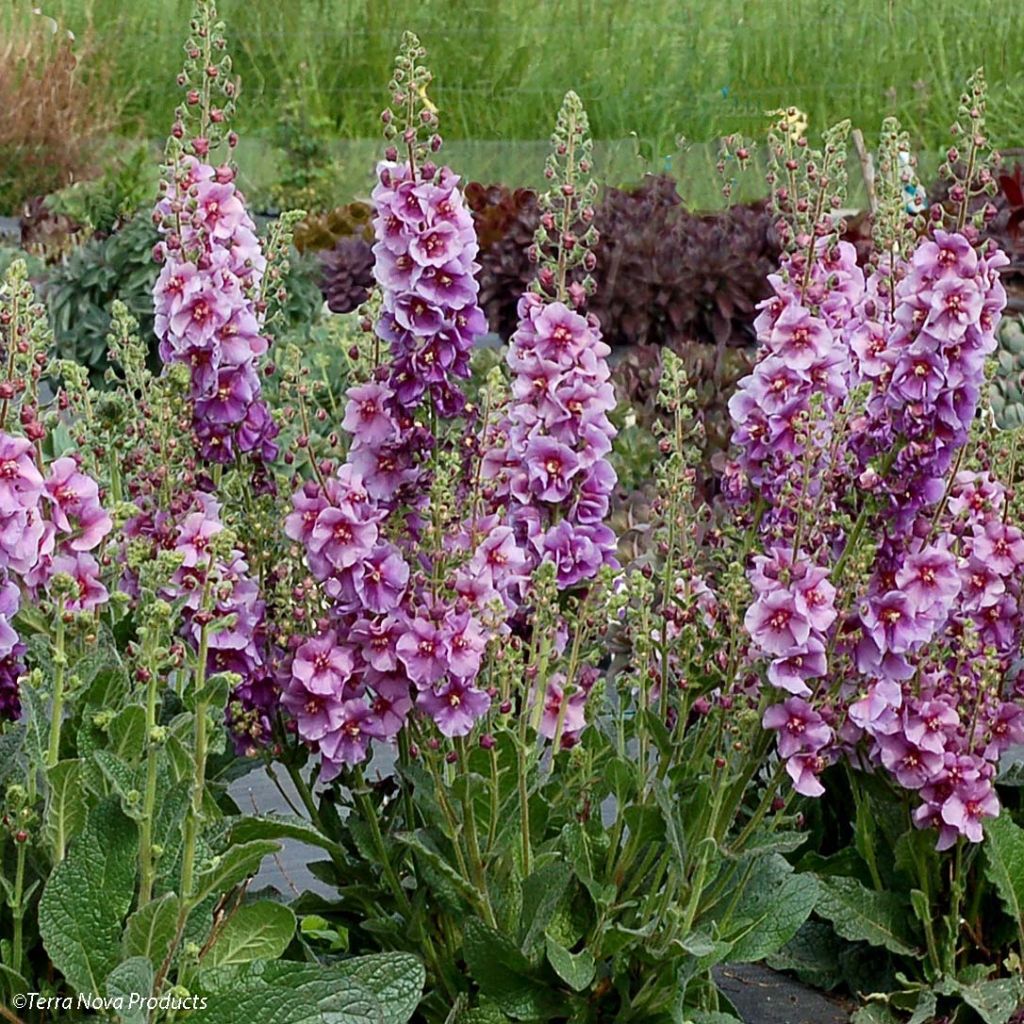 Verbascum Sugar Plum - Molène hybride