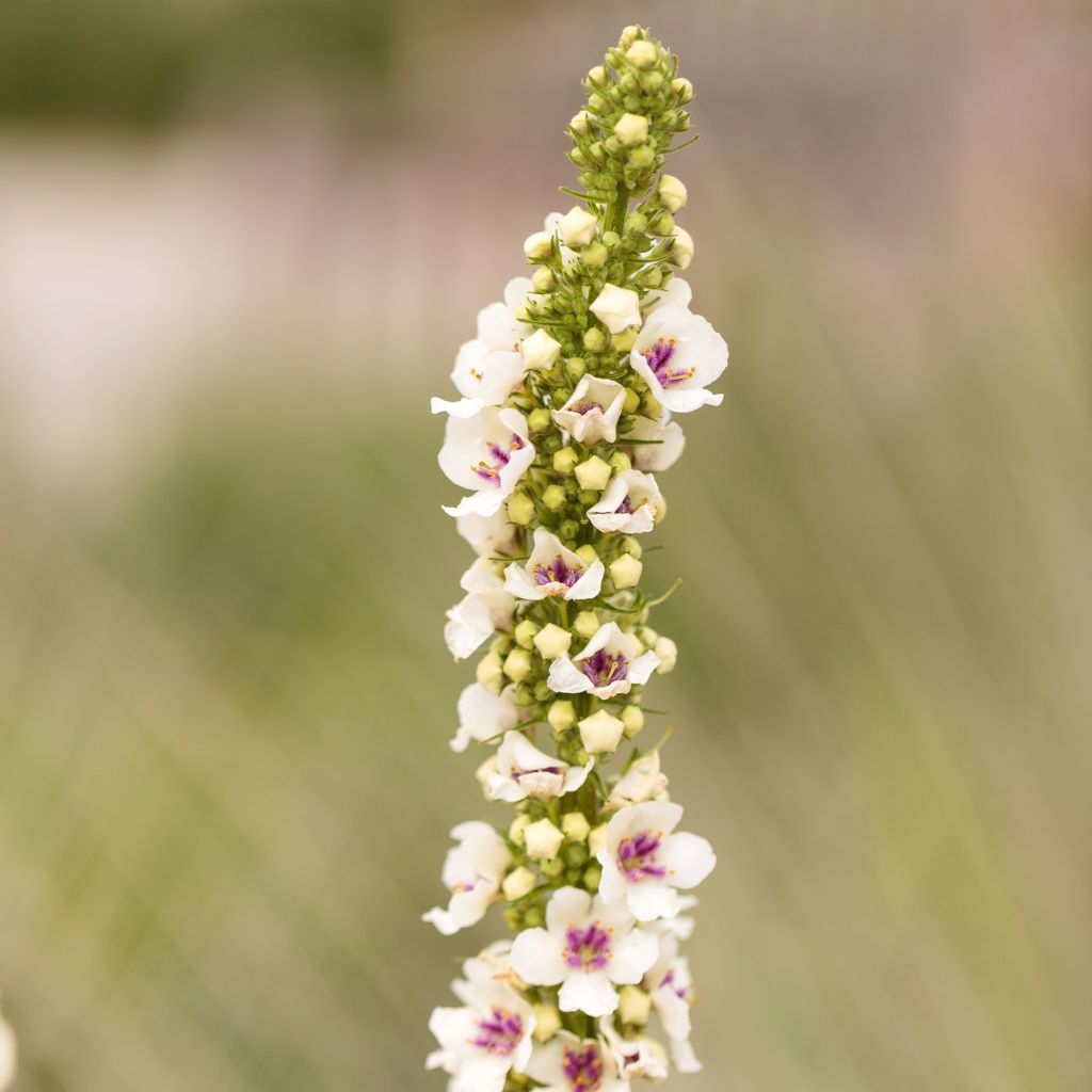 Verbascum chaixii Album