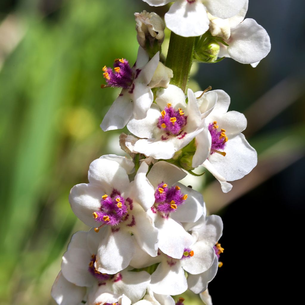 Verbascum chaixii Album