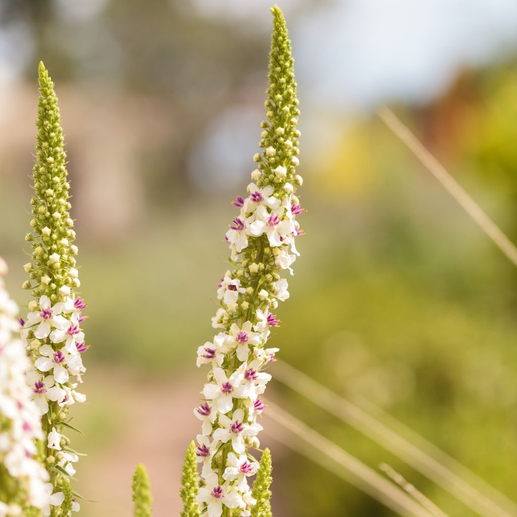 Verbascum chaixii Album