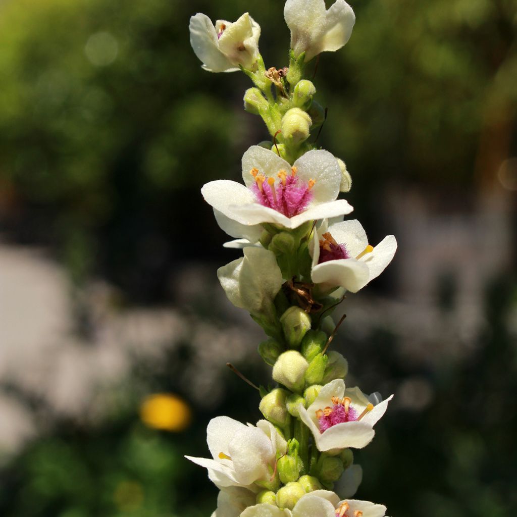 Verbascum chaixii Album