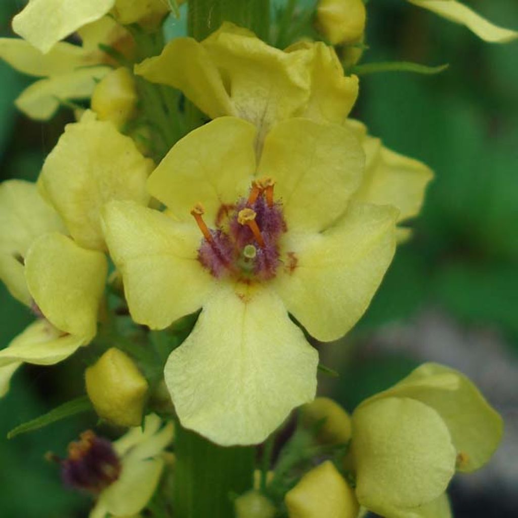 Verbascum Cotswold Queen