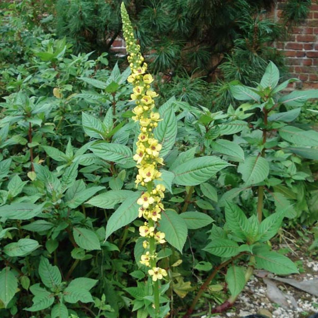 Verbascum Cotswold Queen